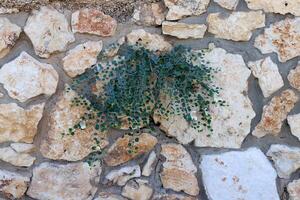 Green plants and flowers grow on the stones. photo