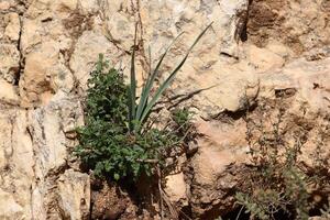 Green plants and flowers grow on the stones. photo