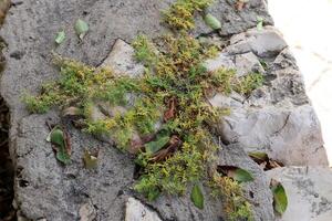 Green plants and flowers grow on the stones. photo