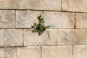 Green plants and flowers grow on the stones. photo