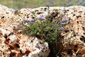 Green plants and flowers grow on the stones. photo