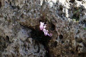 verde plantas y flores crecer en el piedras foto