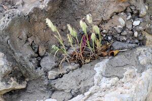 Green plants and flowers grow on the stones. photo