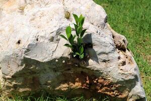 Green plants and flowers grow on the stones. photo