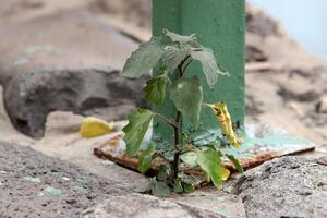 Green plants and flowers grow on the stones. photo