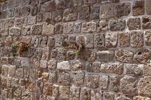 Green plants and flowers grow on the stones. photo