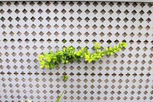 verde plantas y flores crecer en el piedras foto