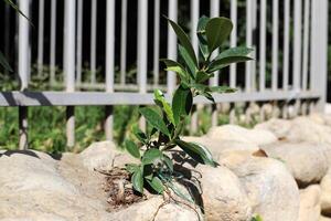 Green plants and flowers grow on the stones. photo