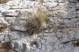 Green plants and flowers grow on the stones. photo