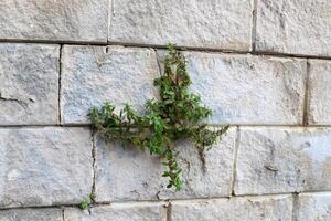 Green plants and flowers grow on the stones. photo