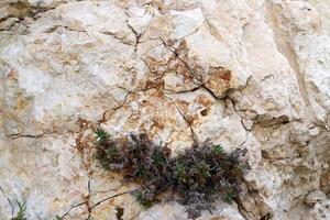 verde plantas y flores crecer en el piedras foto