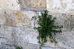 Green plants and flowers grow on the stones. photo