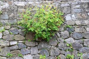 Green plants and flowers grow on the stones. photo