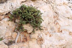 Green plants and flowers grow on the stones. photo