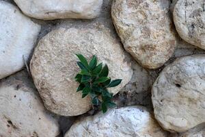 Green plants and flowers grow on the stones. photo