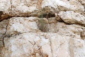 Green plants and flowers grow on the stones. photo