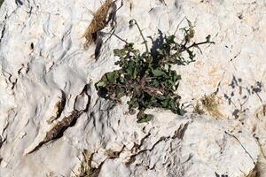 Green plants and flowers grow on the stones. photo