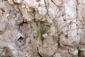 Green plants and flowers grow on the stones. photo