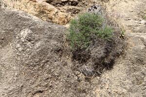 verde plantas y flores crecer en el piedras foto