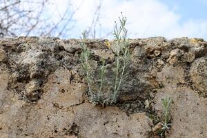 Green plants and flowers grow on the stones. photo