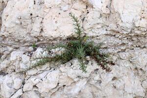 verde plantas y flores crecer en el piedras foto