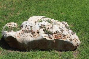 verde plantas y flores crecer en el piedras foto