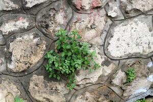 Green plants and flowers grow on the stones. photo