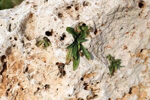 Green plants and flowers grow on the stones. photo