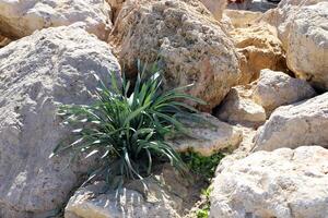 Green plants and flowers grow on the stones. photo