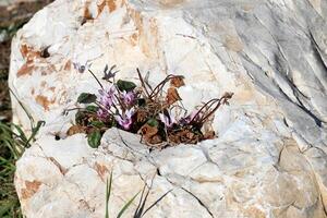 Green plants and flowers grow on the stones. photo