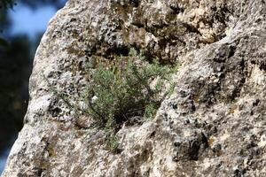 Green plants and flowers grow on the stones. photo