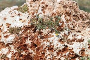 verde plantas y flores crecer en el piedras foto