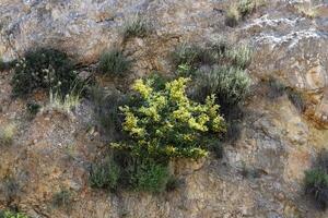 Green plants and flowers grow on the stones. photo