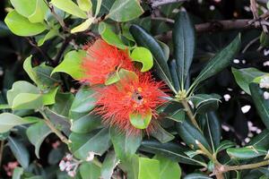 Flowers in a city park on the shores of the Mediterranean Sea. photo