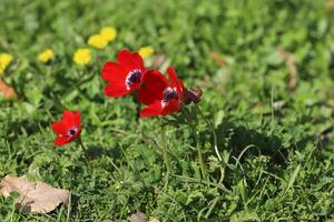 Flowers in a city park on the shores of the Mediterranean Sea. photo