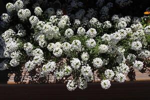 Flowers in a city park on the shores of the Mediterranean Sea. photo