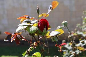 Flowers in a city park on the shores of the Mediterranean Sea. photo