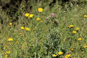 Flowers in a city park on the shores of the Mediterranean Sea. photo