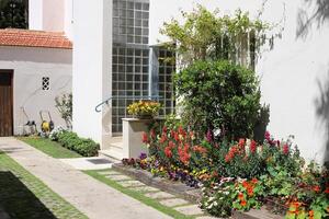 Flowers in a city park on the shores of the Mediterranean Sea. photo