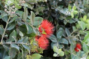 Flowers in a city park on the shores of the Mediterranean Sea. photo