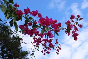 Flowers in a city park on the shores of the Mediterranean Sea. photo