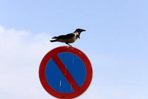 Road signs and directional signs on roads in Israel. photo