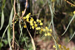 Flowers in a city park on the shores of the Mediterranean Sea. photo