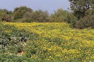 flores en un ciudad parque en el costas de el Mediterráneo mar. foto