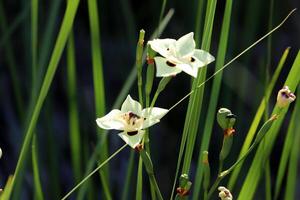 Flowers in a city park on the shores of the Mediterranean Sea. photo