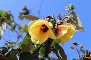 Flowers in a city park on the shores of the Mediterranean Sea. photo