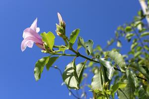 Flowers in a city park on the shores of the Mediterranean Sea. photo