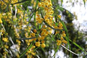 Flowers in a city park on the shores of the Mediterranean Sea. photo