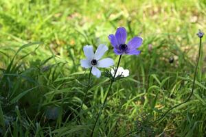 Flowers in a city park on the shores of the Mediterranean Sea. photo