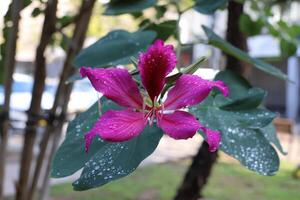 Flowers in a city park on the shores of the Mediterranean Sea. photo